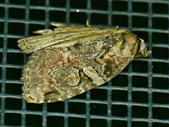 Pseudeustrotia indeterminata