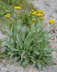 Senecio atratus