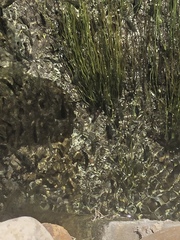 Cyprinodontidae