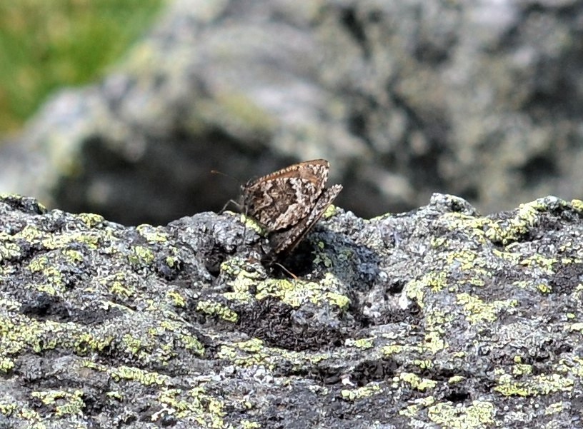 Oeneis semidea