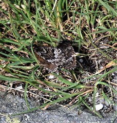 Oeneis melissa semidea