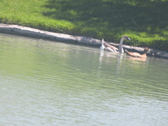 Anas platyrhynchos domesticus