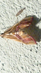 Agathodes ostentalis