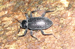 Derosphaerus sinensis
