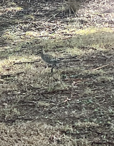 Pluvialis fulva observed 2024-12-31