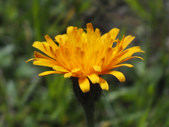 Crepis aurea