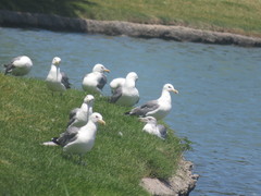 Larus californicus