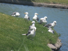 Larus californicus