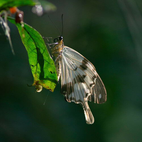 Mocker Swallowtail