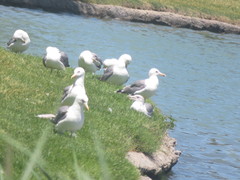 Larus californicus