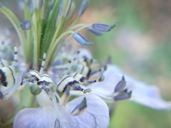 Nigella arvensis