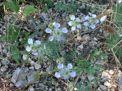 Nigella arvensis