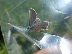 Aricia nicias