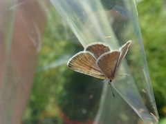 Aricia nicias