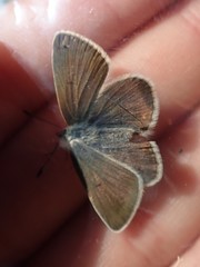 Aricia nicias