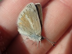 Aricia nicias
