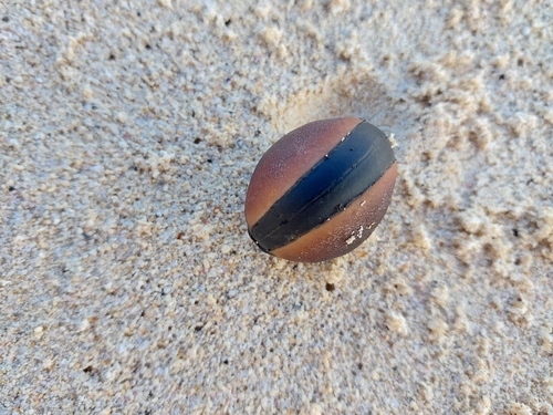 Mucuna sloanei, 2024-12-31