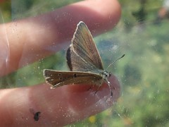 Aricia nicias