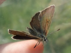 Aricia nicias