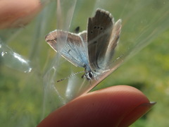 Aricia nicias