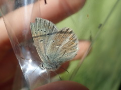 Aricia nicias