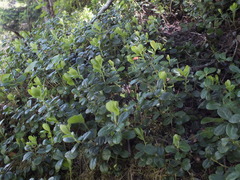 Polygaloides chamaebuxus