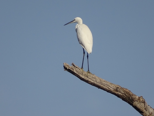 Little Egret