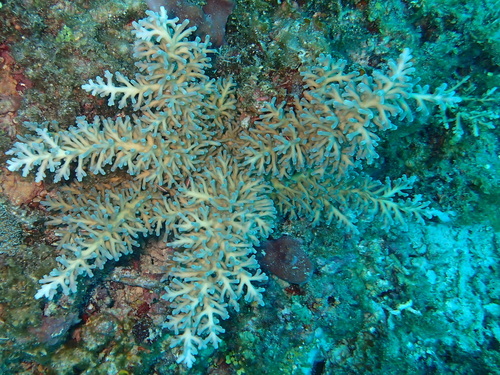 Acropora echinata observed 2024-12-02