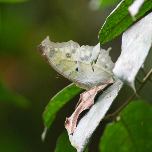 Common Mother-of-Pearl