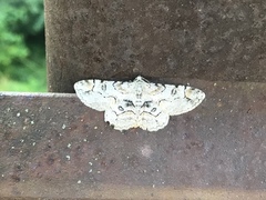 Iridopsis larvaria