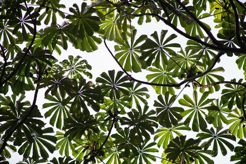 African corkwood tree