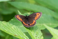 Erebia euryale