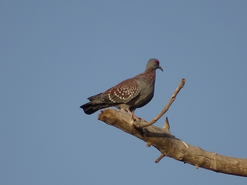 Speckled Pigeon