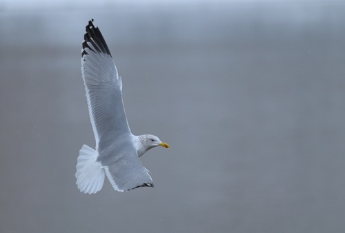 Caspian Gull, photo 7 of 9