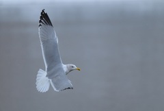 Caspian Gull photo 4