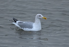 Caspian Gull photo 2