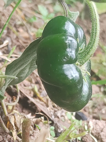 tree pepper (Capsicum pubescens)