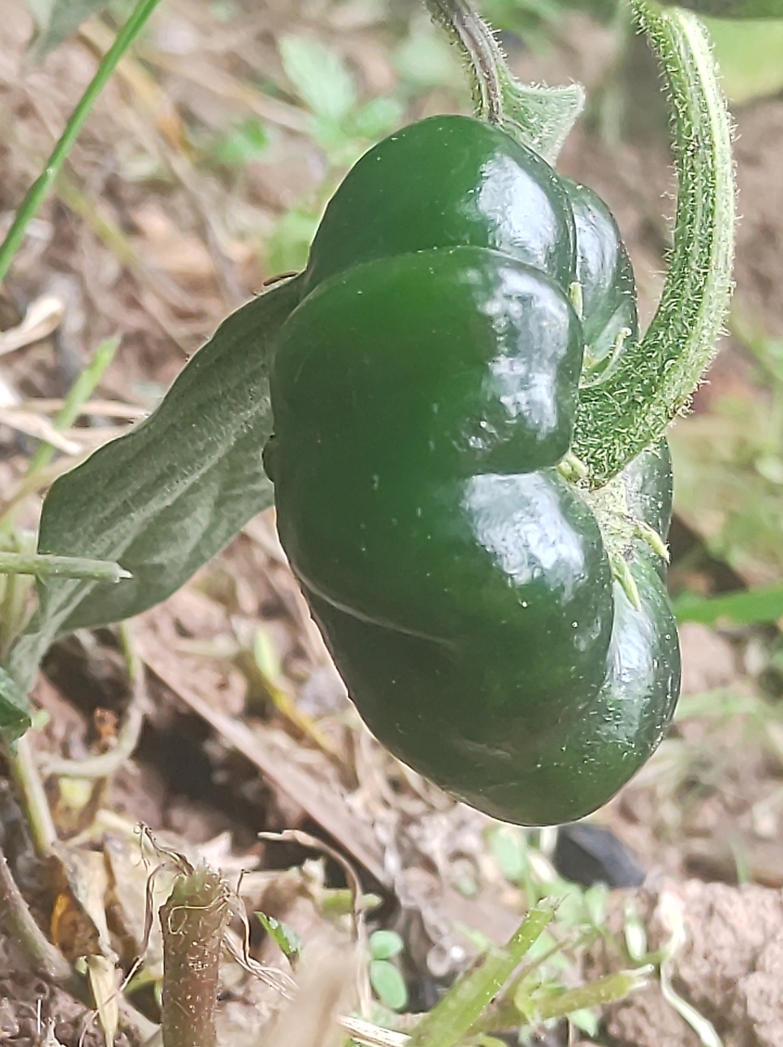 Tree Pepper (Capsicum pubescens)