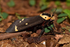 Lymantria semicincta