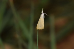 Schoenobiinae