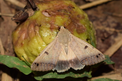 Ophiusa triphaenoides