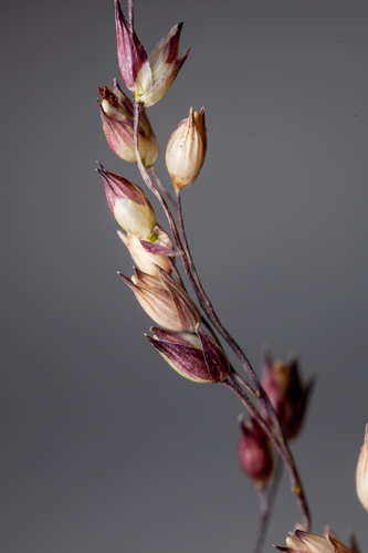 Panicum virgatum iNat (3)