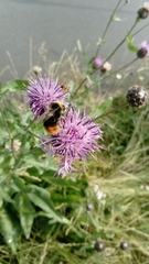 Bombus lapidarius