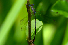 Lestes undulatus