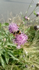 Bombus lapidarius