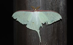 Actias artemis