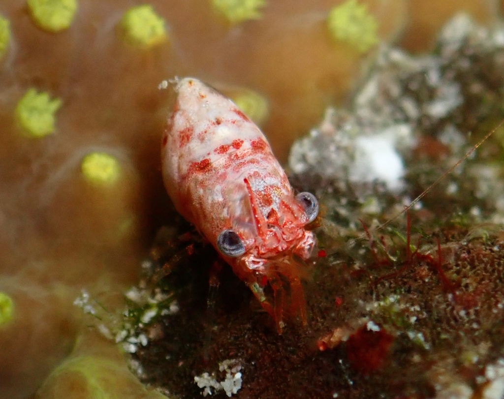 Philocheras coralliophilus