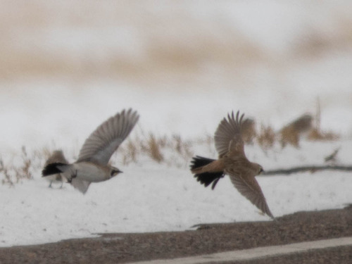 Horned Lark