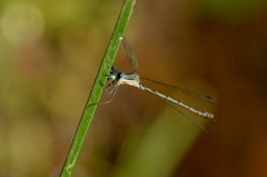 Lestes undulatus