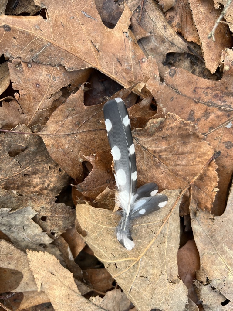 Pied woodpeckers and allies